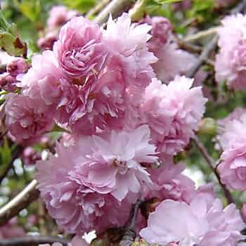NH『枝垂れ桜』『クレマチス』 枝垂れ桜 シダレザクラ Wheeping Cherry-blossoms